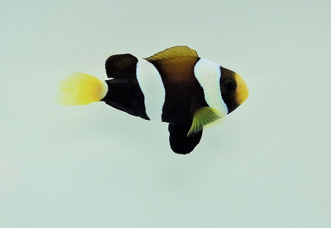 Amphiprion Milii - Djm  Allevato Europa M