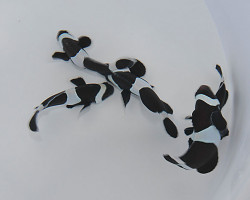 Amphiprion Ocellaris (Darwin) (Full Black) -  Allevato Europa M