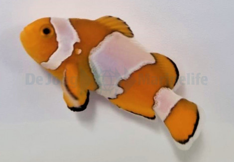 Amphiprion Ocellaris (Snowflake) - Djm Allevato Europa M