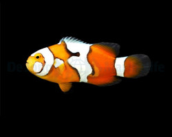 Amphiprion Percula Picasso - Djm Allevato Europa S
