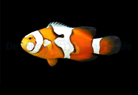Amphiprion Percula Picasso - Djm Allevato Europa S