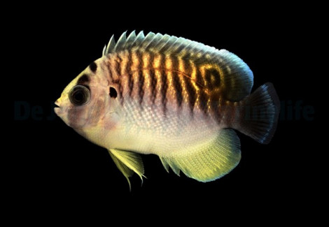 Apolemichthys Kingi - Allevato Europa M