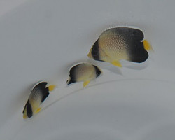 Apolemichthys Xanthurus - Allevato Europa M