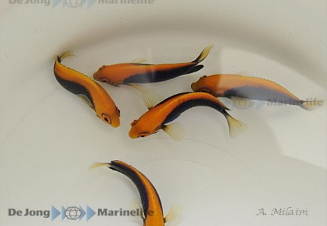 Centropyge Acanthops M