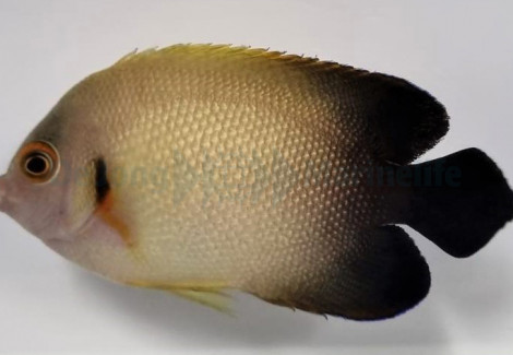 Centropyge Vrolikii M