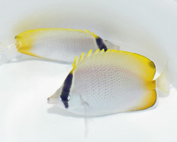 Chaetodon Guentheri Ml