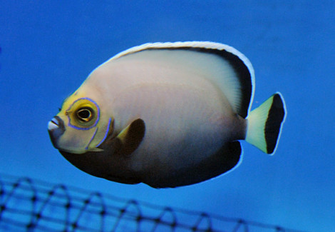 Chaetodontoplus Conspicillatus - Allevato Europa M