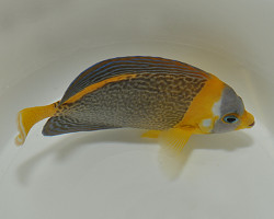 Chaetodontoplus Duboulayi (Femmina) Xs