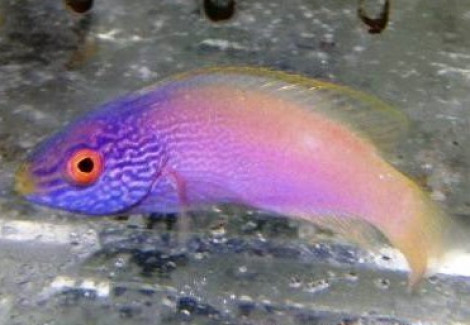 Cirrhilabrus Rhomboidalis (Maschio)