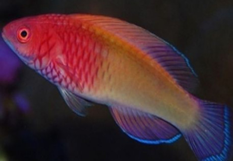Cirrhilabrus Rubrisquamis (Dejongi) M
