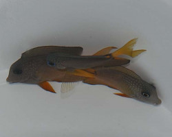 Ctenochaetus Binotatus S