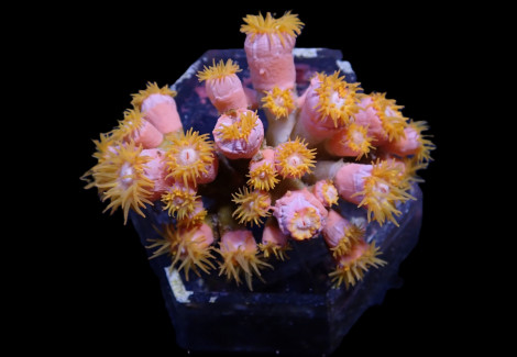 Dendrophyllia Spp. (+/- 10-14 Polyps) M