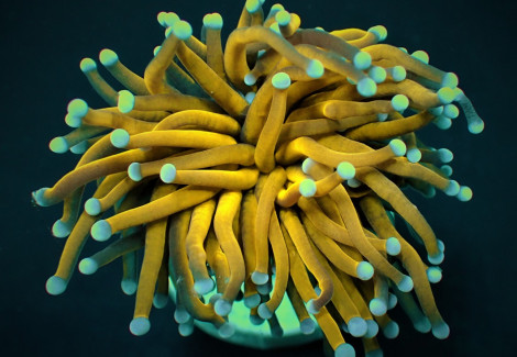 Euphyllia Glabrescens (Gold Torch) (1 Hd.) S