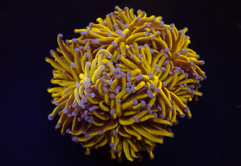 Euphyllia Glabrescens (Gold Torch) Ml