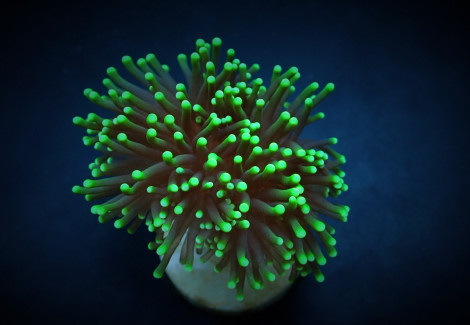 Euphyllia Glabrescens (Green) (Premium) (P/H) Xs