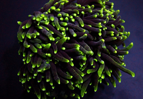Euphyllia Glabrescens (Green) (Premium) Xxl