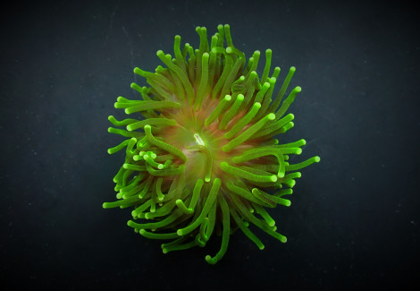 Euphyllia Glabrescens (Green) (Ultra) (P/H) Xs