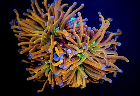 Euphyllia Glabrescens (Hellfire) S