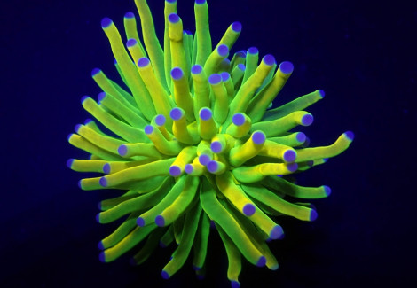 Euphyllia Glabrescens (Holy Grail) (1 Hd.) S