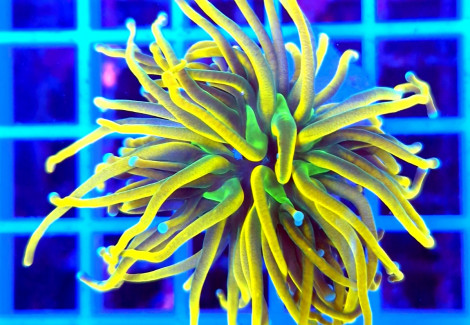 Euphyllia Glabrescens (Holy Grail) (1 Hd.) S