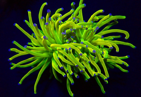 Euphyllia Glabrescens (Holy Grail) M