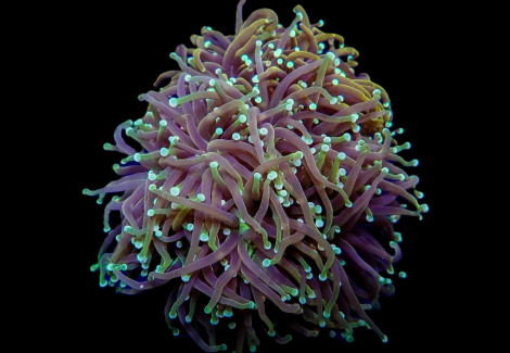 Euphyllia Glabrescens (Orange-Yellow) Ml