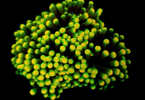 Euphyllia Glabrescens (Rasta) (P/H) Xs