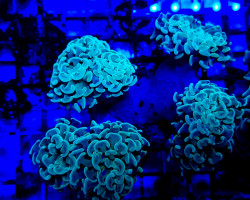 Euphyllia Paraancora (Green) (P/H) Xs