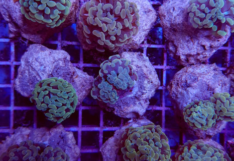 Euphyllia Paraancora (Yellow-Gold) M