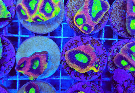 Favites Complanata Dragon Soul Ultra (Frag) M