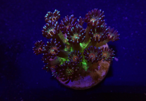 Goniopora Spp. (Red Face Glitter) (Frag) M