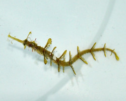 Halicampus Macrorhynchus M