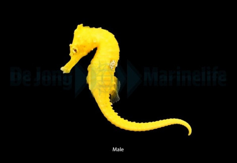 Hippocampus Erectus (Bright Yellow) - Djm Allevato Europa M