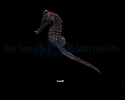 Hippocampus Reidi - Djm Allevato Europa M