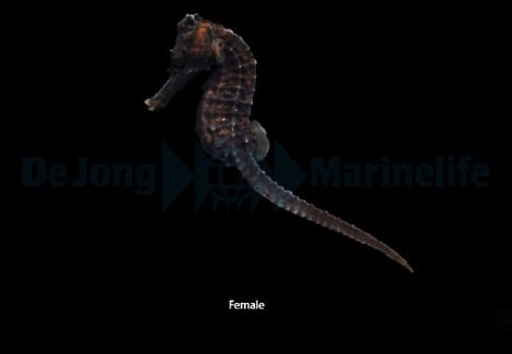 Hippocampus Reidi - Djm Allevato Europa M