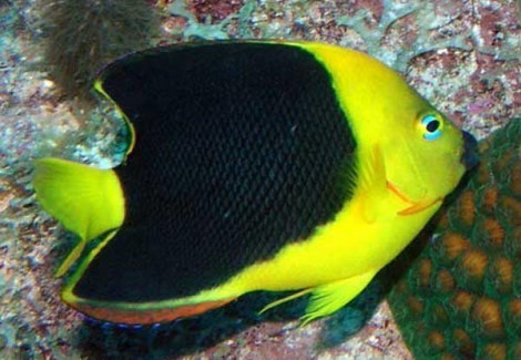 Holacanthus Tricolor Ml
