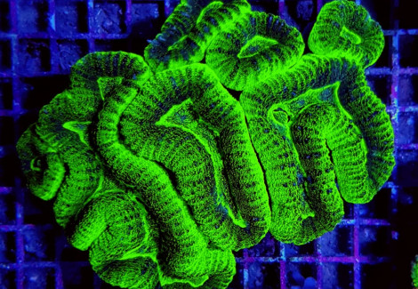 Lobophyllia Spp. (Green Ultra) Ml