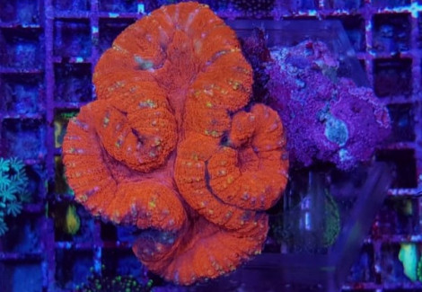 Lobophyllia Spp. (Orange/Red Ultra) Ml