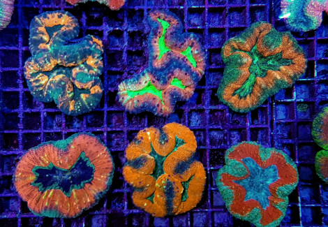 Lobophyllia Spp. (Splitcolor) L