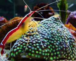 Lysmata Amboinensis M