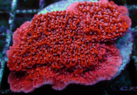Montipora Snow Cap (Frag) M