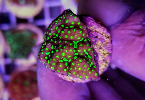 Montipora Spp. Encrusting (Green Polyp) (Frag) M