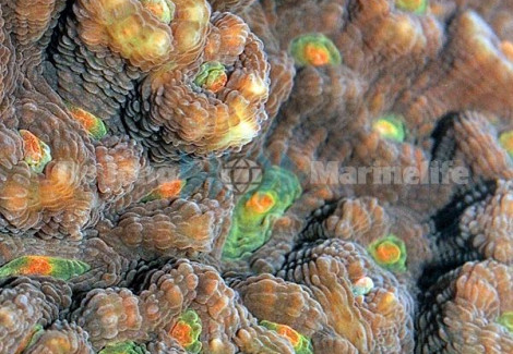 Mycedium Spp. (Ultra) S