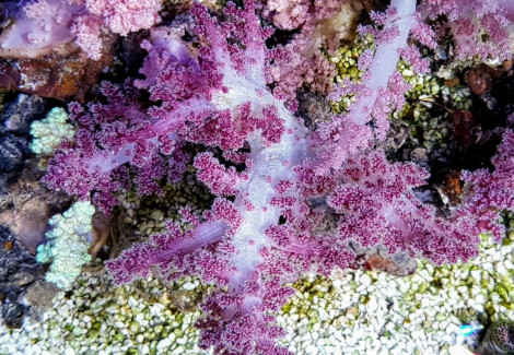 Nepthea Spp. (Pink) M