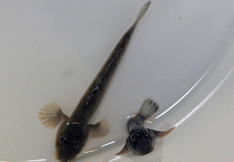 Periophthalmus Kalolo M
