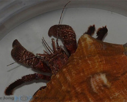 Petrochirus Diogenes Xxxxl