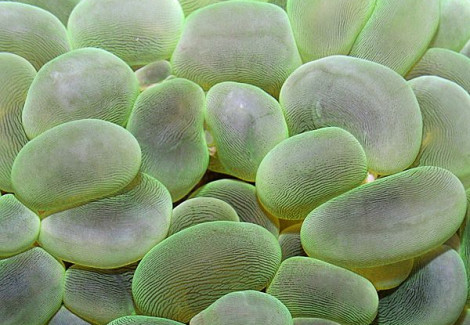 Plerogyra Sinuosa (Green) Ml