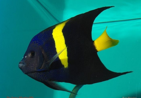 Pomacanthus Asfur Ml
