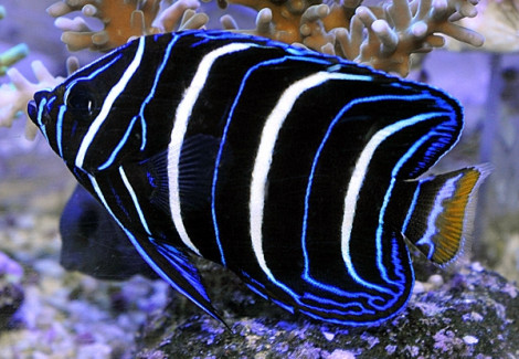Pomacanthus Chrysurus (Juvenile) M