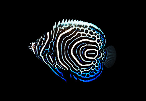 Pomacanthus Imperator - Allevato Europa S